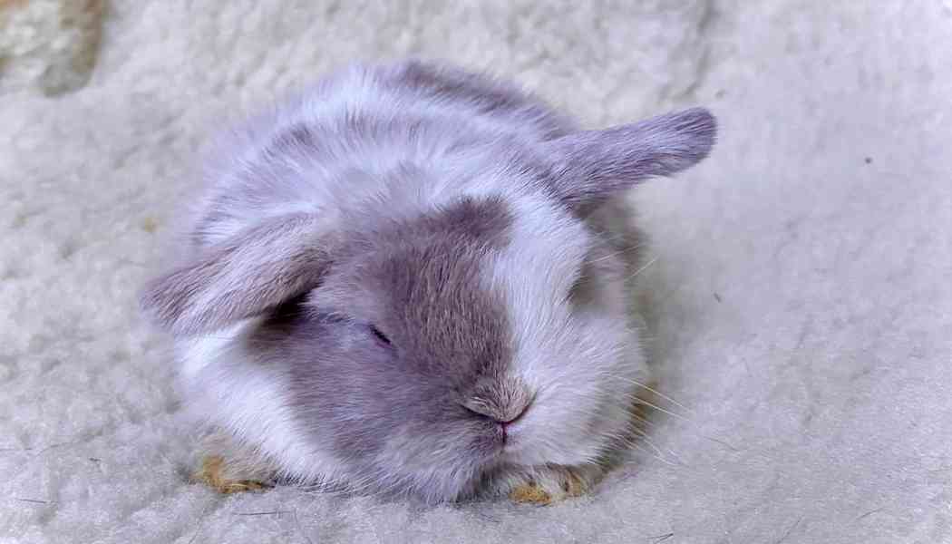 Luxusní králíčci minilop na prodej  - foto 7