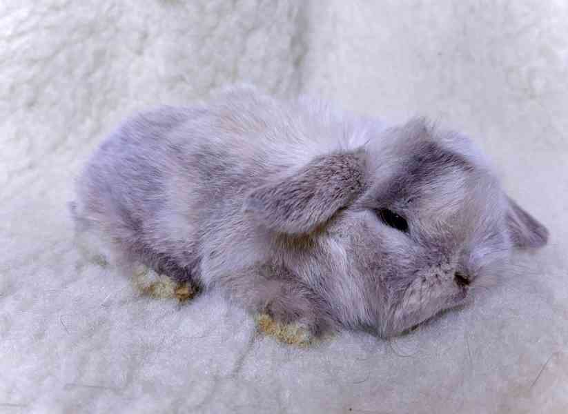 Luxusní králíčci minilop na prodej  - foto 8