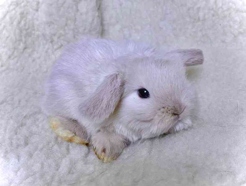 Luxusní králíčci minilop na prodej  - foto 10