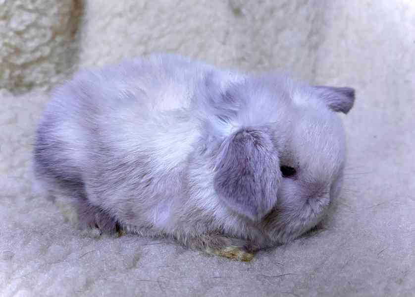 Luxusní králíčci minilop na prodej  - foto 4