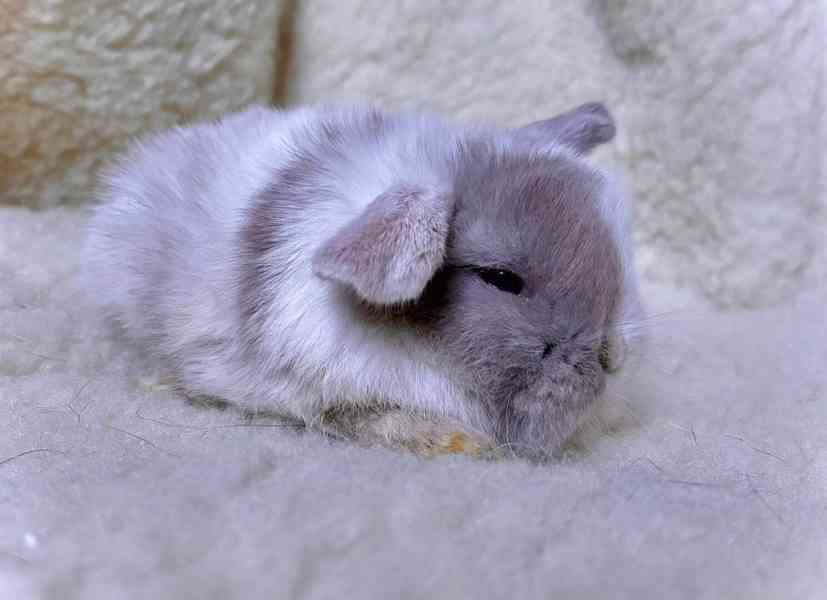 Luxusní králíčci minilop na prodej  - foto 6