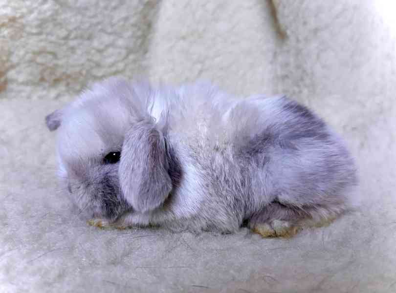 Luxusní králíčci minilop na prodej  - foto 3