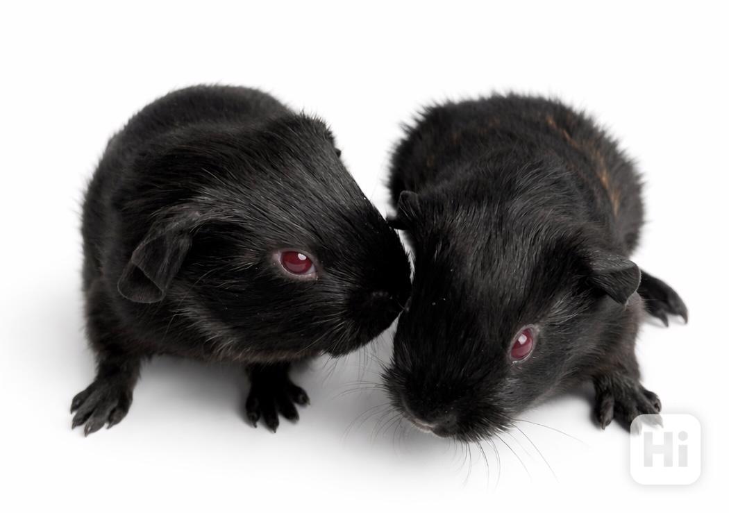 Devil morčata - foto 1