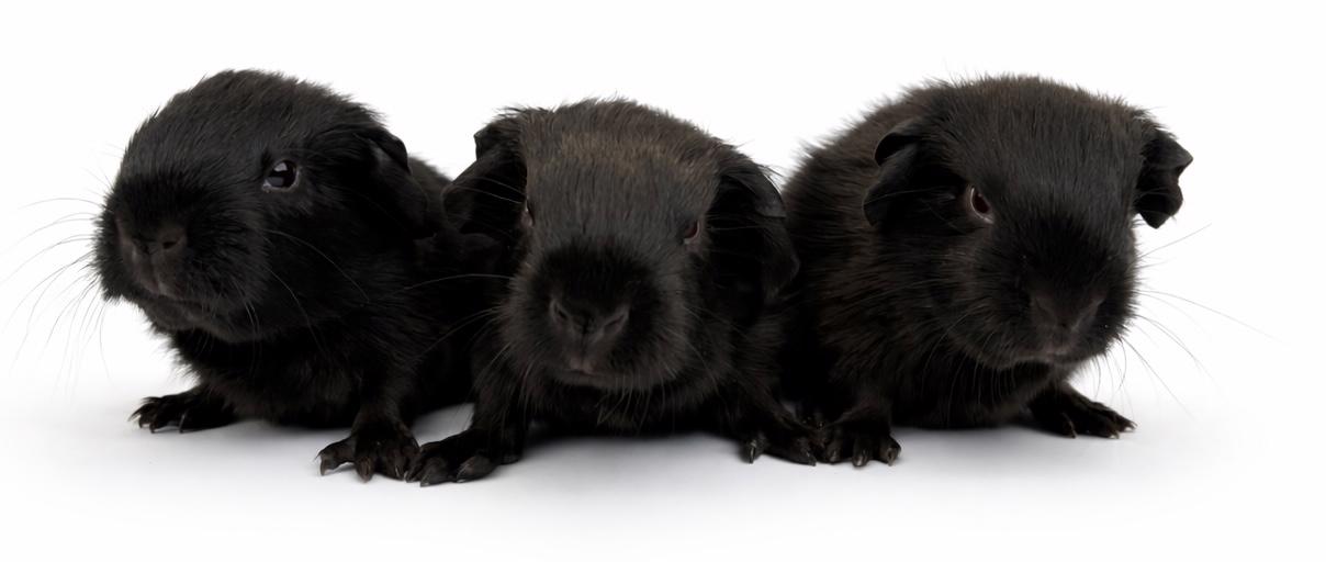 Devil morčata - foto 2