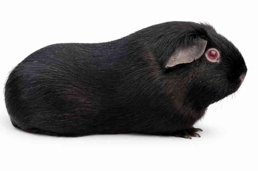 Devil morčata - foto 5