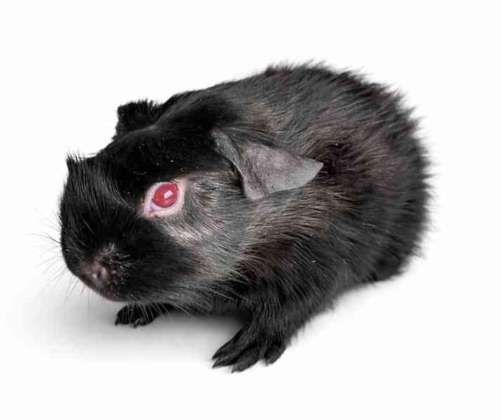 Devil morčata - foto 3