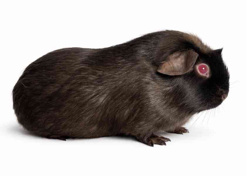 Devil morčata - foto 4