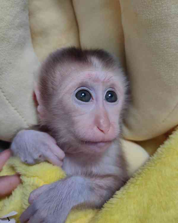 Rozkošná zkrocená samice bay kapucínské opice k adopci - foto 1
