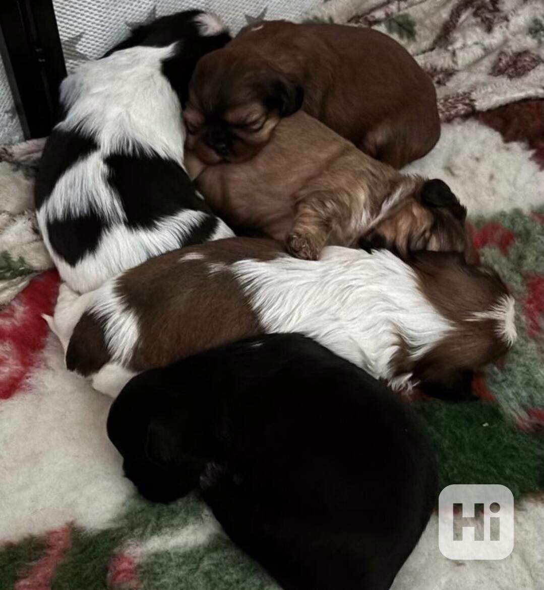 Shih tzu s PP Shih-tzu Shi cu Shi tzu - foto 1