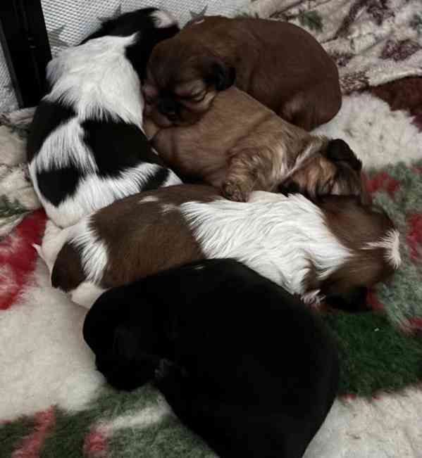 Shih tzu s PP Shih-tzu Shi cu Shi tzu