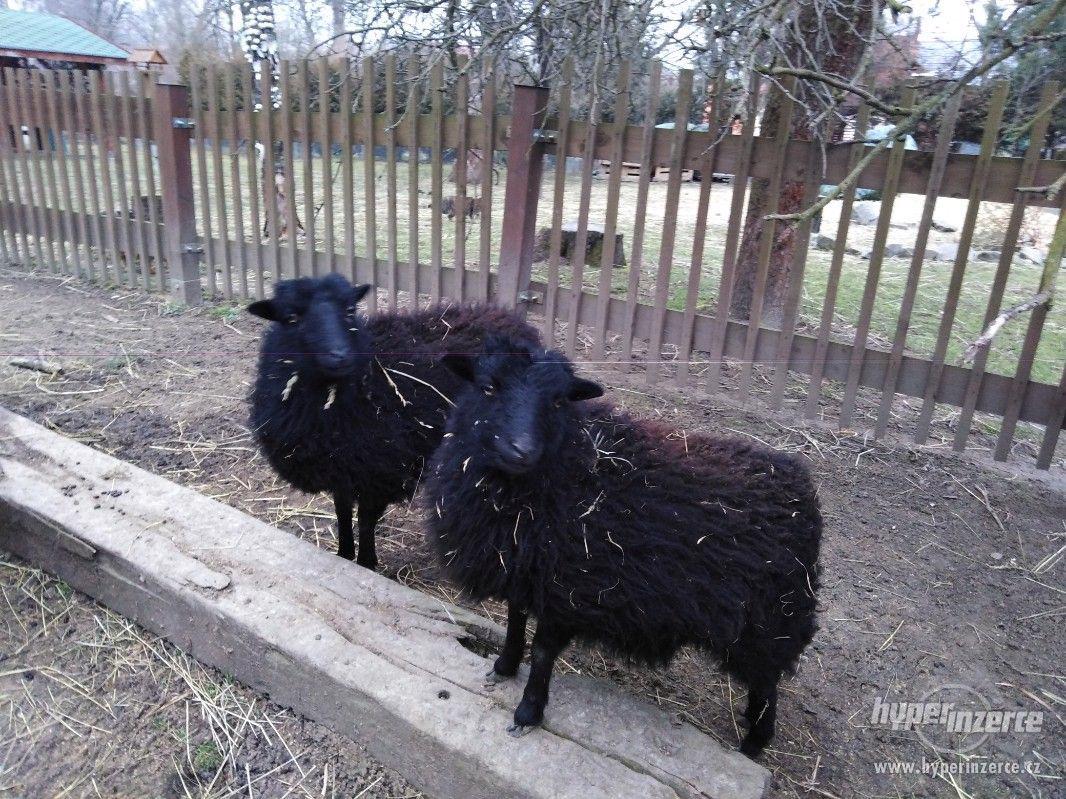 Ouessantské ovečky - foto 1