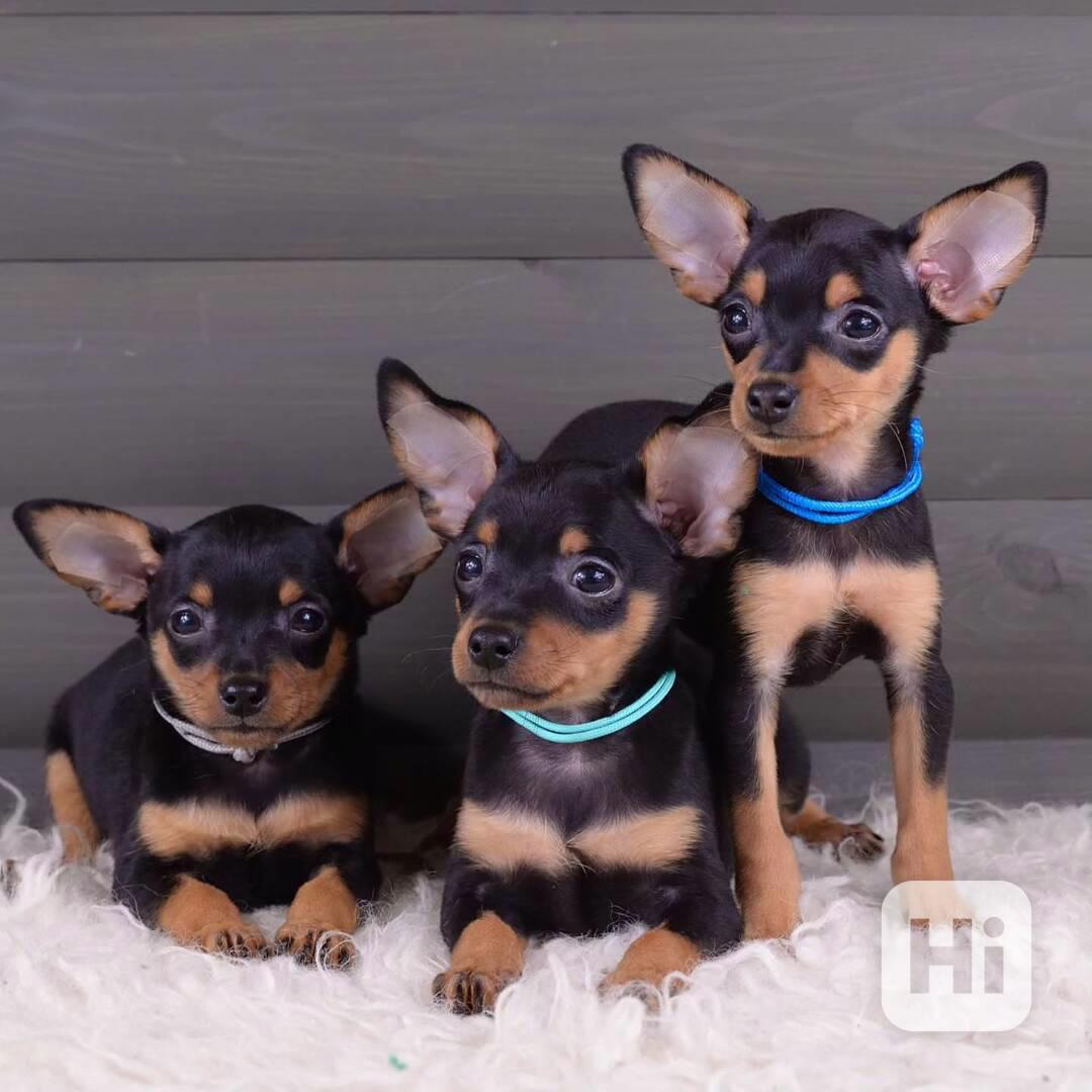 🐾🇨🇿 Štěňata pražského krysaříka na prodej - foto 1