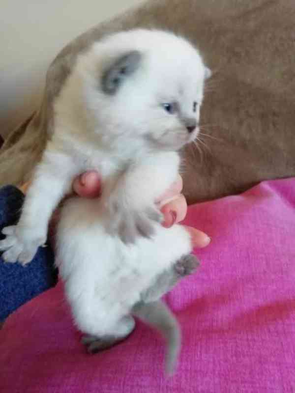 Roztomilá a okouzlující koťátka ragdoll s pp - foto 1