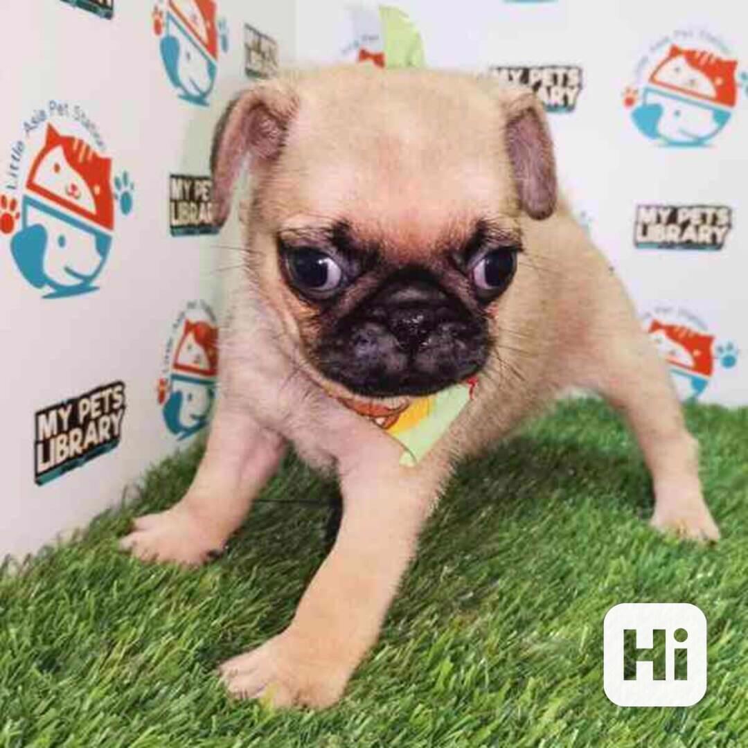 Přátelská štěňata mopse k adopci - foto 1