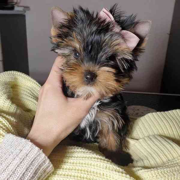 Jorkšírský terier štěňátka k dispozici