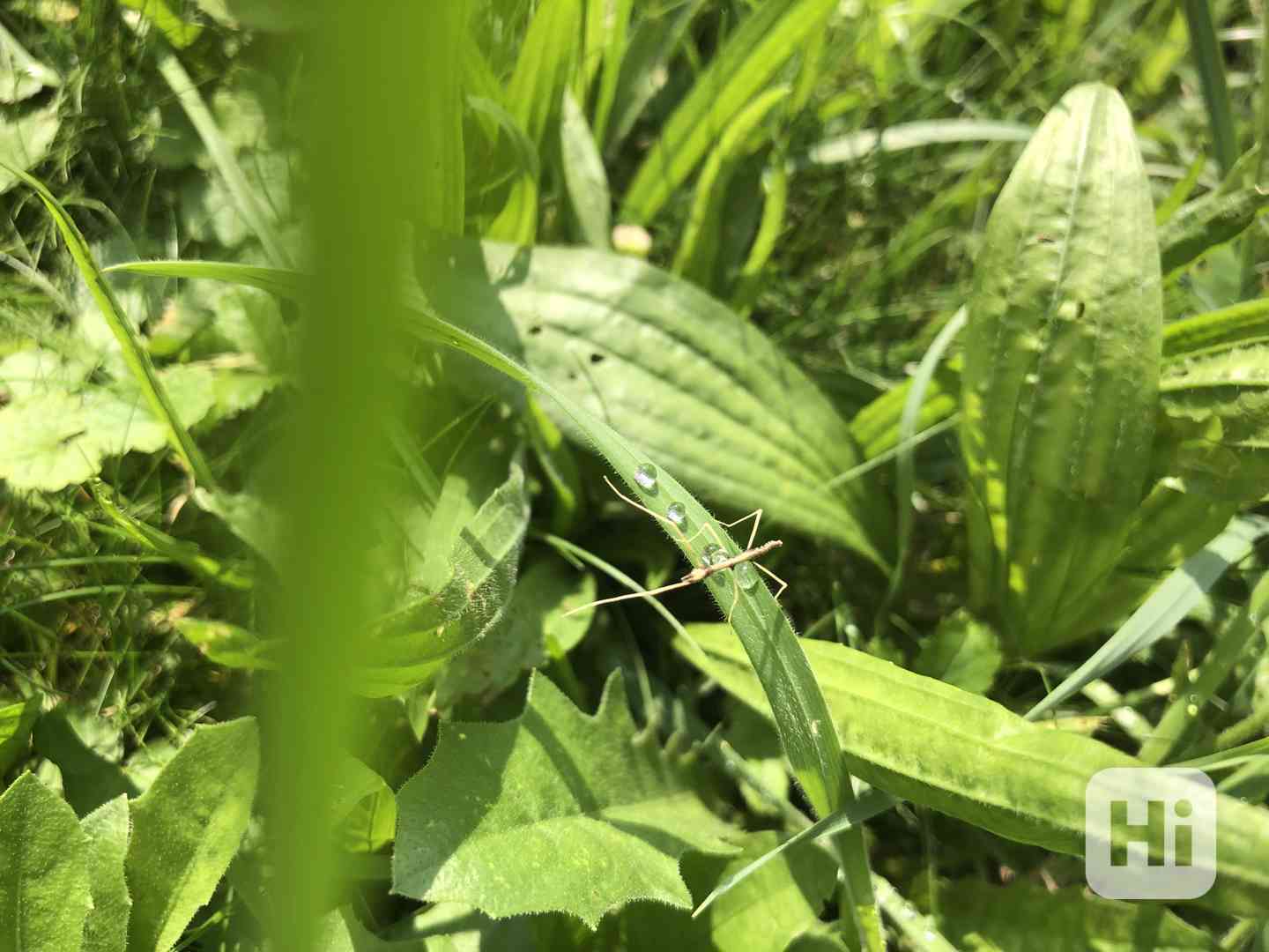 Malinké Pakobylky Rohaté - Strašilky🌱 - foto 1