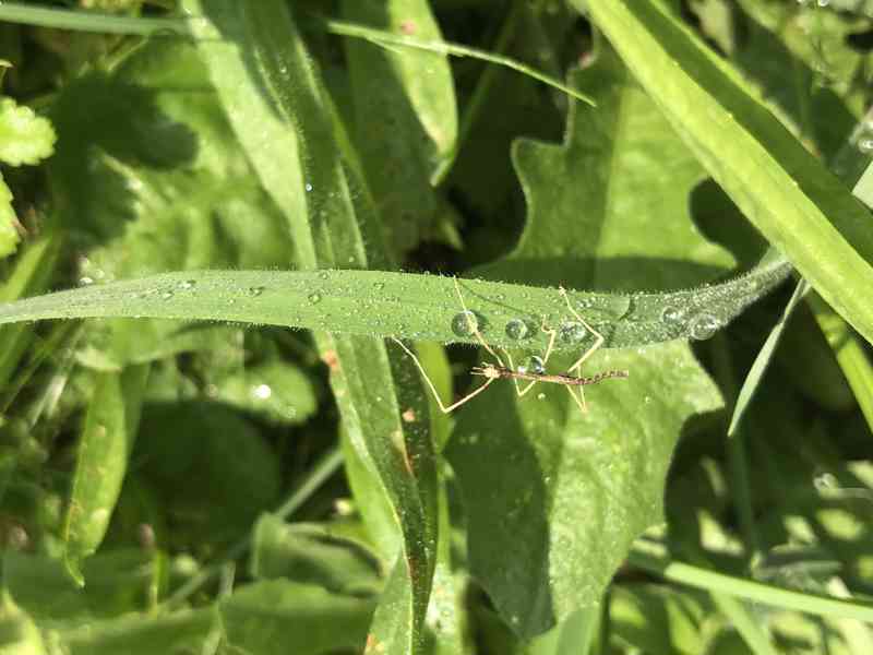 Malinké Pakobylky Rohaté - Strašilky🌱 - foto 2