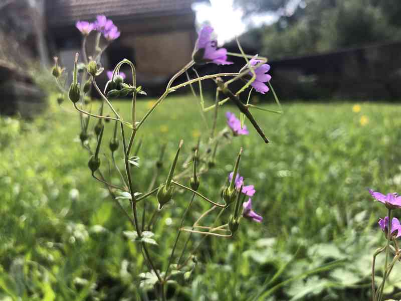 Malinké Pakobylky Rohaté - Strašilky🌱 - foto 4