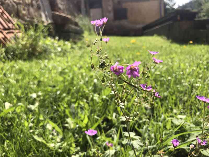 Malinké Pakobylky Rohaté - Strašilky🌱 - foto 5