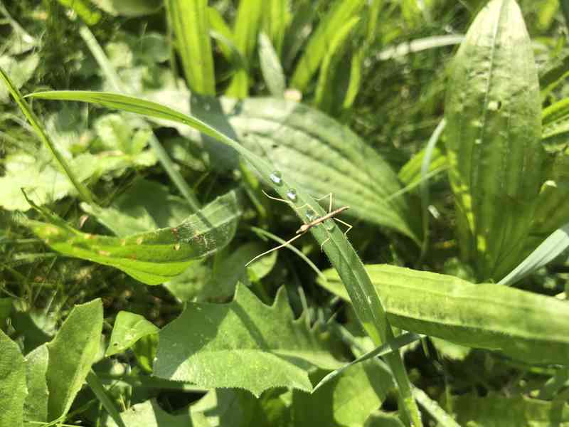 Malinké Pakobylky Rohaté - Strašilky🌱 - foto 3