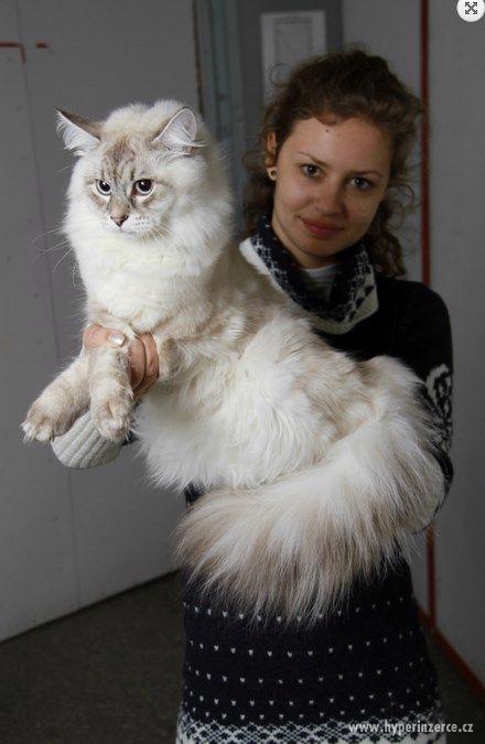 Prodam koťátko (plemeno něvská maškaráda) - foto 2