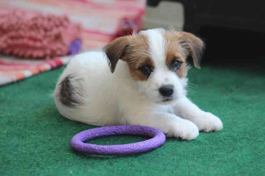 Jack russell terier s PP - foto 4