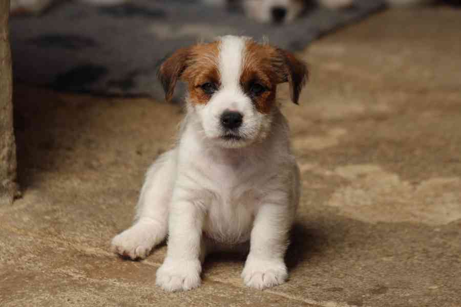 Jack russell terier s PP - foto 2