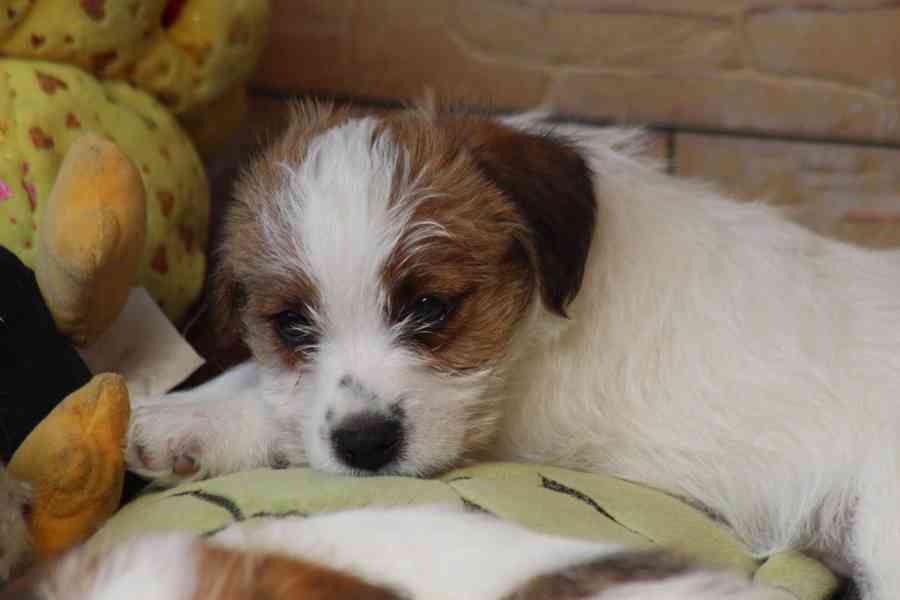 Jack russell terier s PP - foto 3