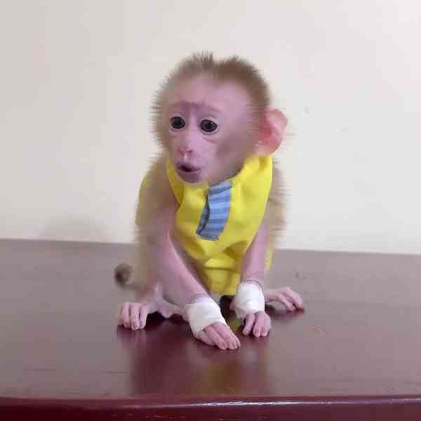 🐒 Zdravé kapucínské opice k adopci - foto 1