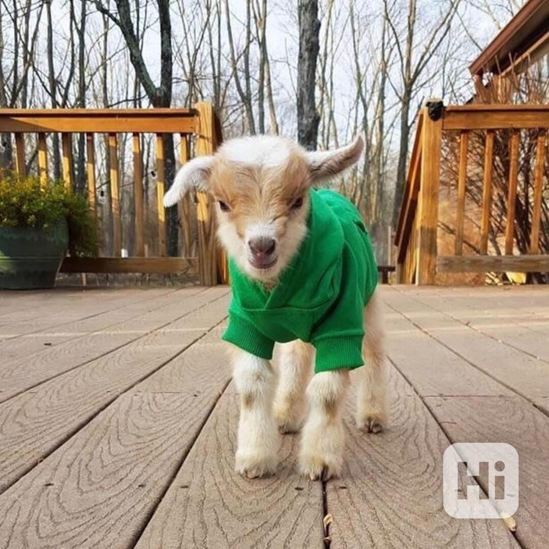 Krásné a milé kozy na prodej!  - foto 1