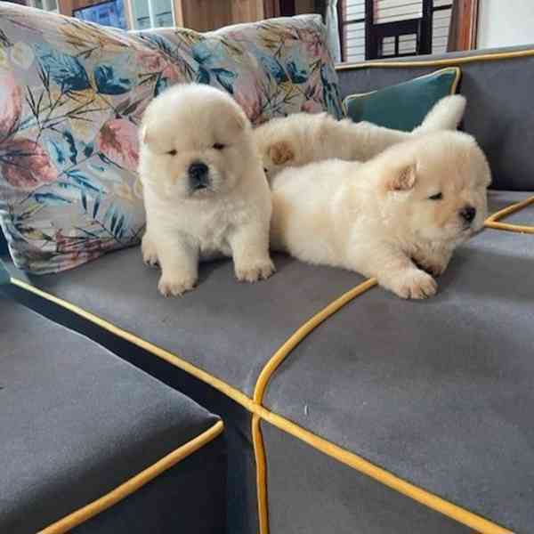 štěňátka čau čau k adopci - foto 1