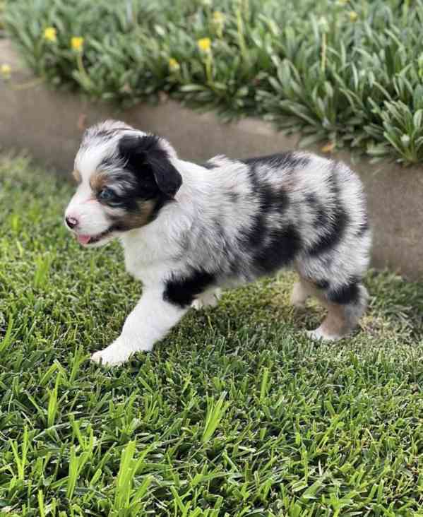 Štěňata australského ovčáka pro Valsday k dispozici. - foto 4