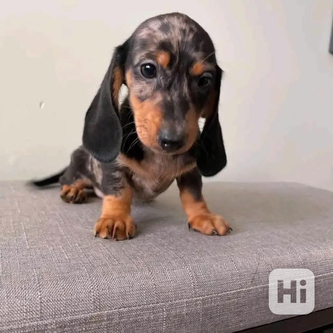 Dashund puppies looking for loving home  - foto 1