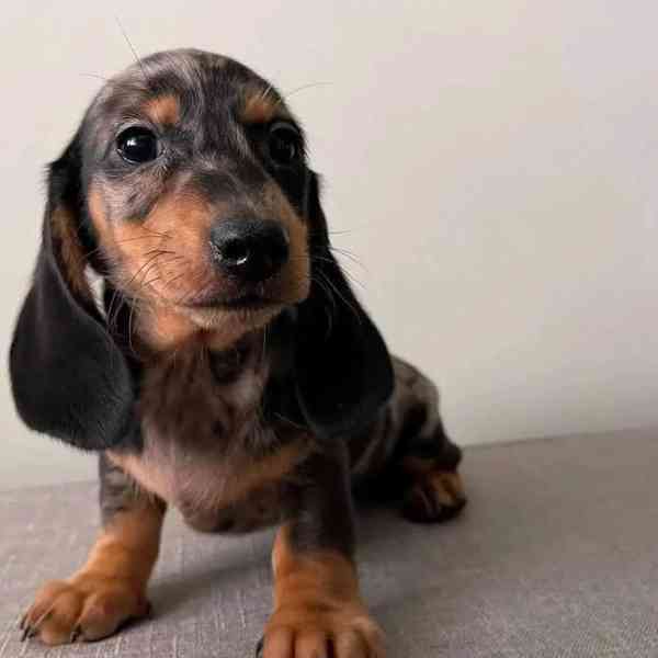 Dashund puppies looking for loving home  - foto 2