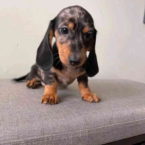 Dashund puppies looking for loving home  - foto 1