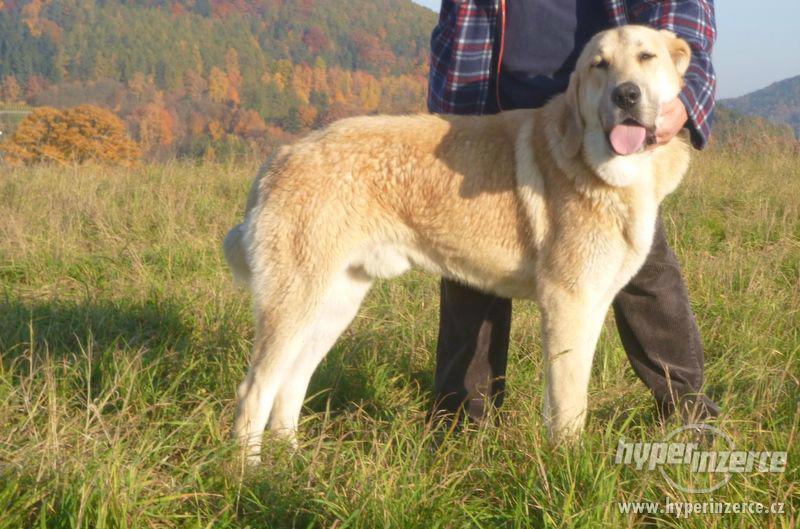 Středoasijský pastevecký pes s PP - foto 1