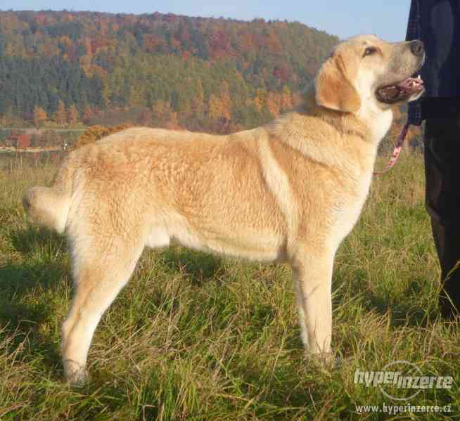 Středoasijský pastevecký pes s PP - foto 2