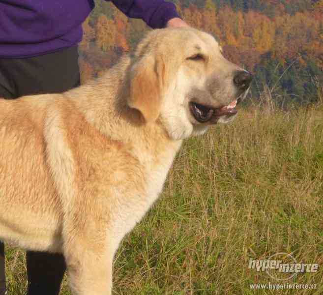 Středoasijský pastevecký pes s PP - foto 3