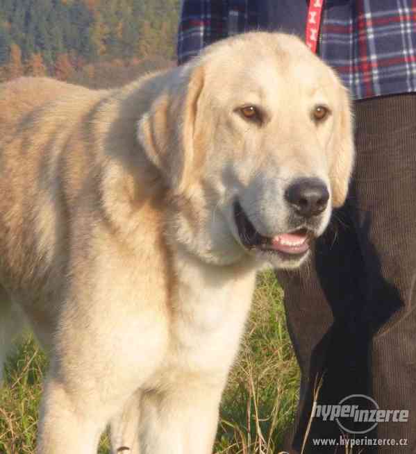 Středoasijský pastevecký pes s PP - foto 4