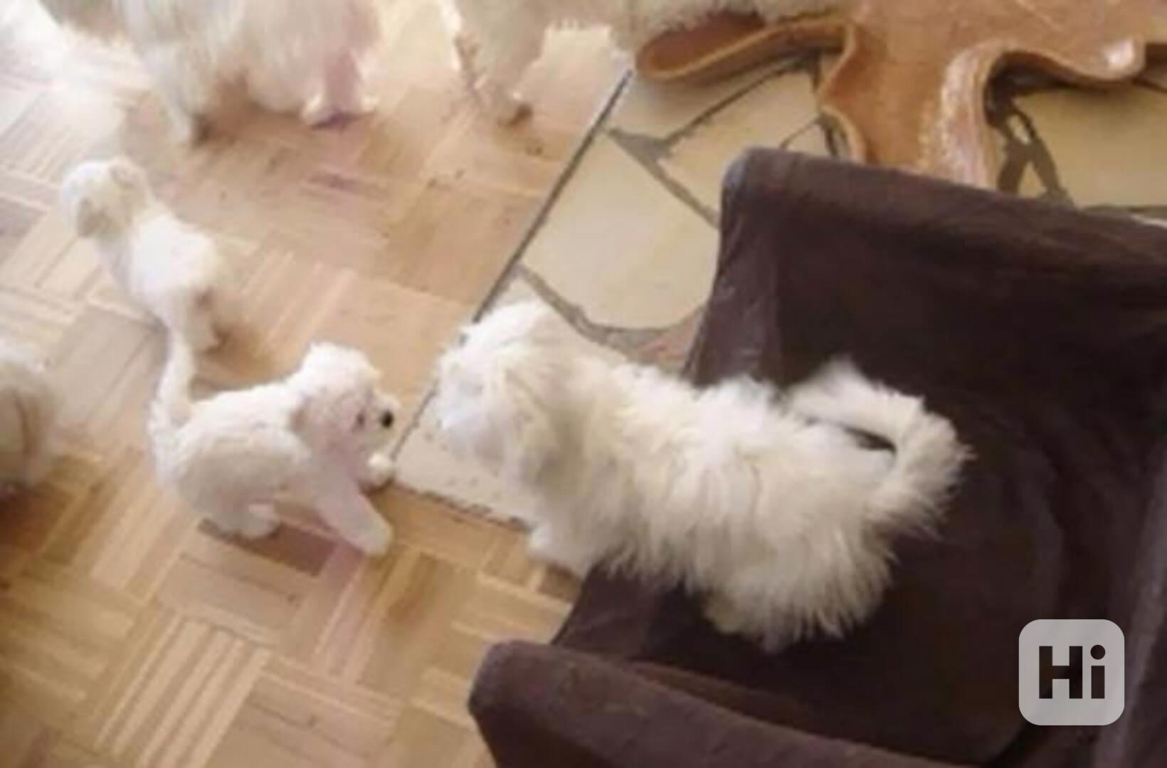 štěňátka maltézská s pp - foto 1