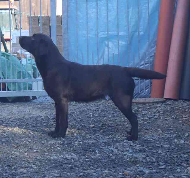 Labradorský retriever- hnědá štěňátka s PP - foto 4