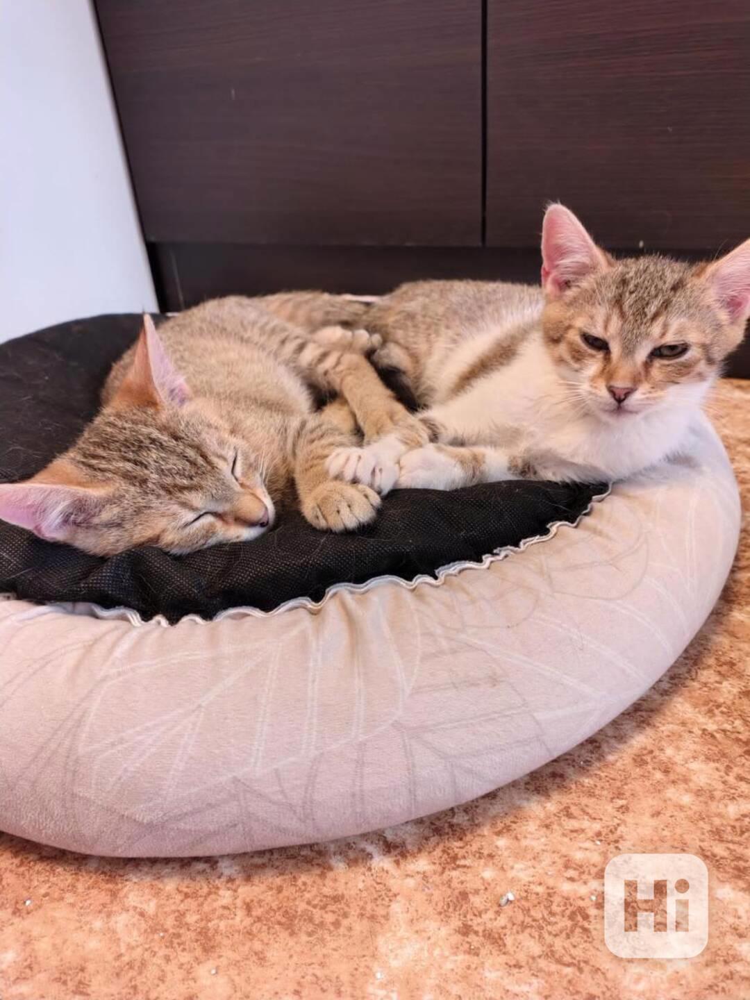 Mouratobílá 6měsíční kočička Melinda  - foto 1