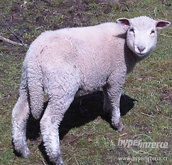 prodám ovce- jehňata- beránek a jehnička - foto 1