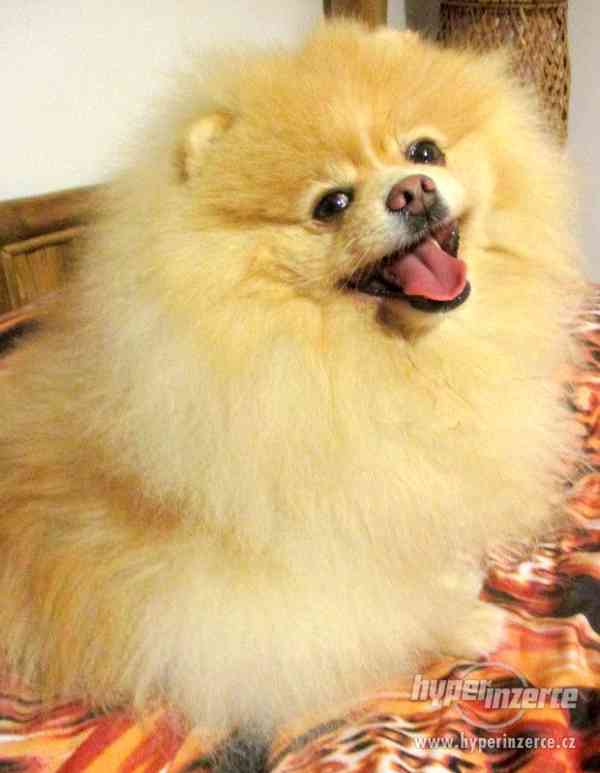 Pomeranian - nabídka krytí - foto 2