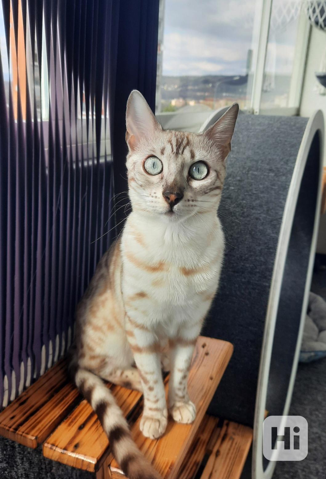 Bengálská kočka s PP  - foto 1