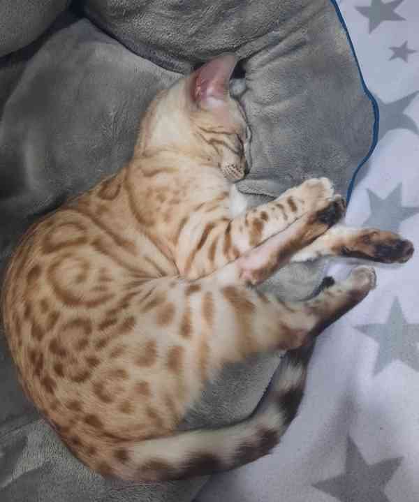 Bengálská kočka s PP  - foto 4