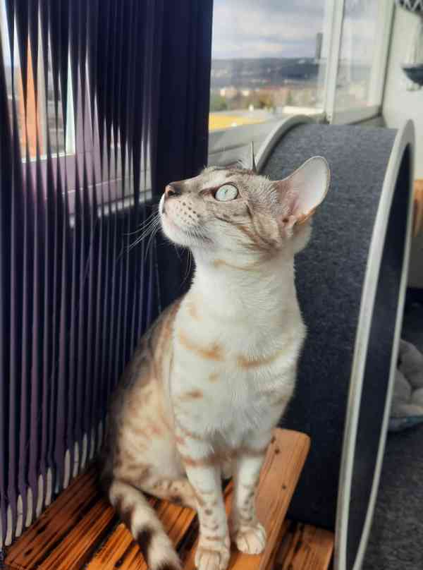 Bengálská kočka s PP  - foto 5