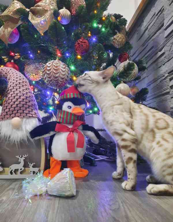 Bengálská kočka s PP  - foto 3