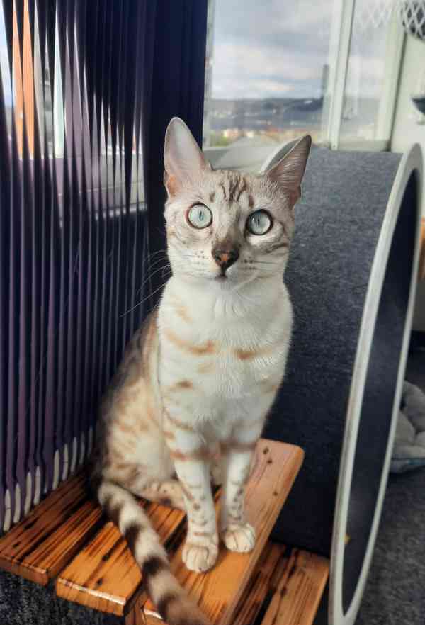 Bengálská kočka s PP  - foto 1