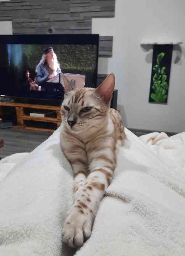 Bengálská kočka s PP  - foto 2